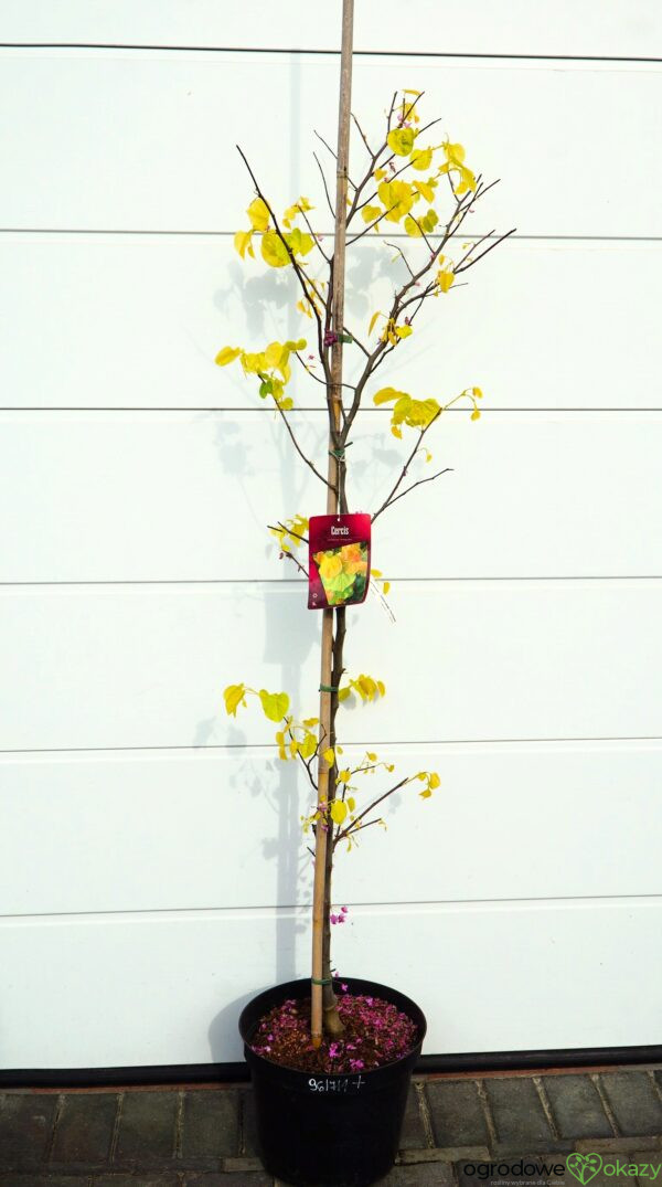JUDASZOWIEC KANADYJSKI THE RISING SUN Cercis canadensis