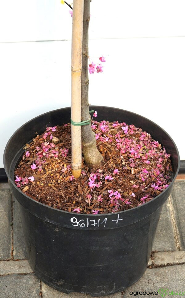 JUDASZOWIEC KANADYJSKI THE RISING SUN Cercis canadensis