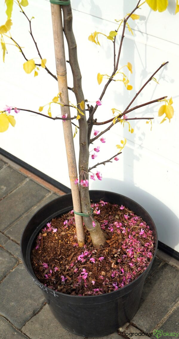 JUDASZOWIEC KANADYJSKI THE RISING SUN Cercis canadensis