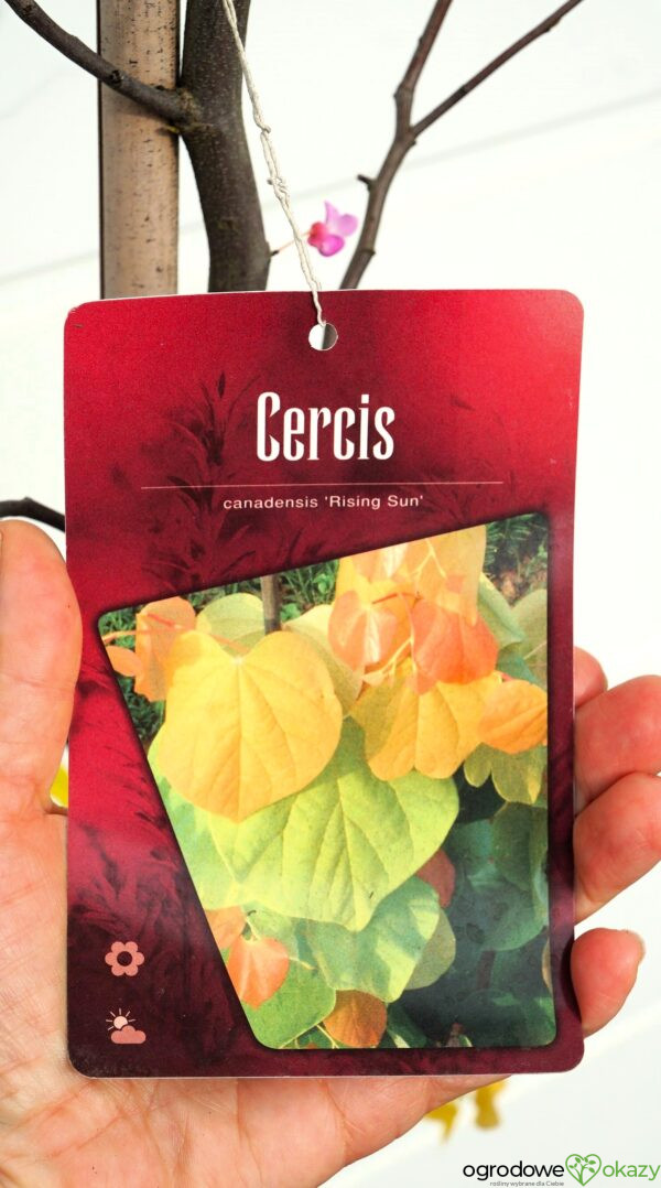 JUDASZOWIEC KANADYJSKI THE RISING SUN Cercis canadensis