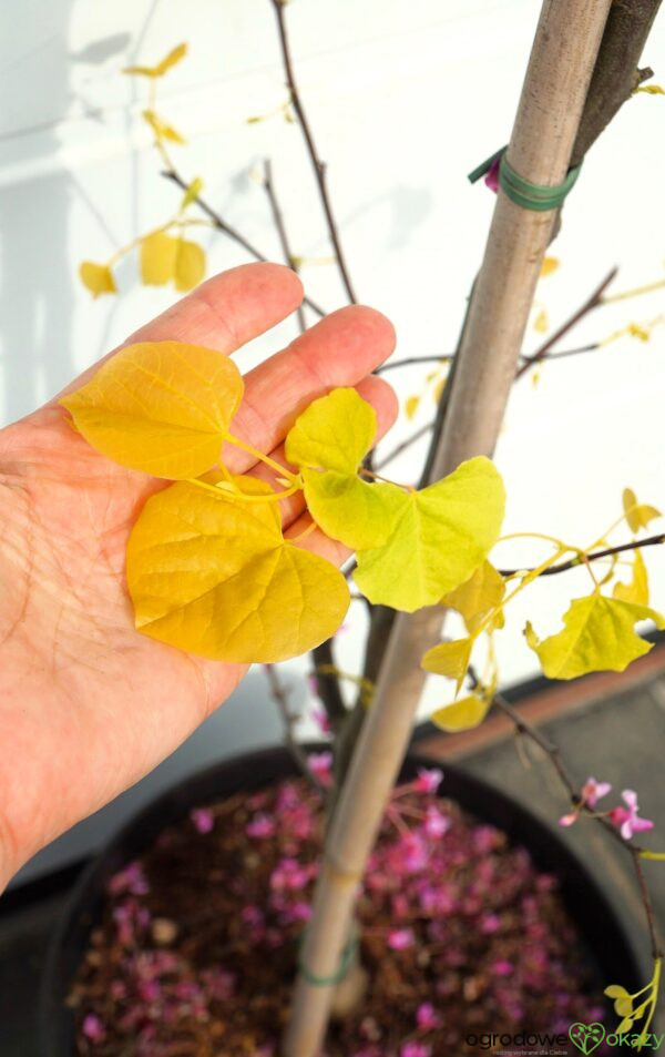 JUDASZOWIEC KANADYJSKI THE RISING SUN Cercis canadensis