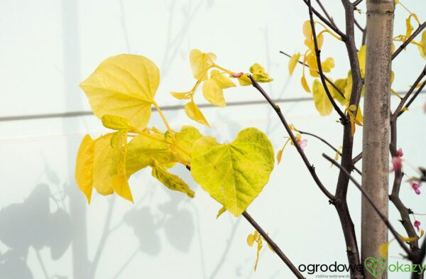 JUDASZOWIEC KANADYJSKI THE RISING SUN Cercis canadensis