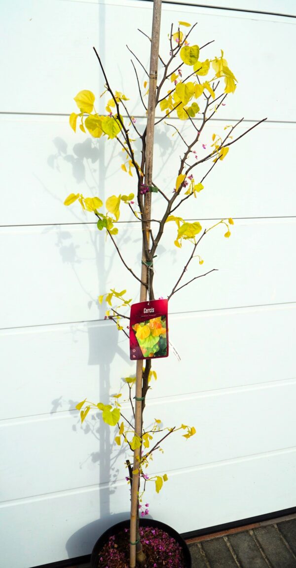 JUDASZOWIEC KANADYJSKI THE RISING SUN Cercis canadensis