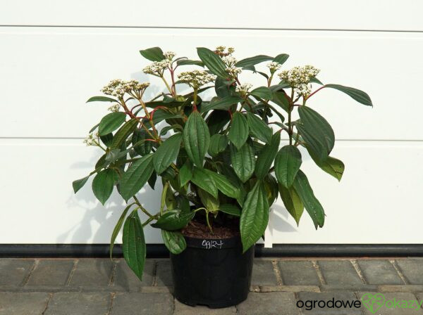 KALINA DAVIDA Viburnum davidii