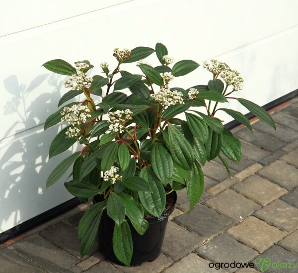 KALINA DAVIDA Viburnum davidii