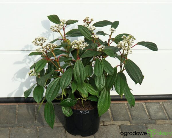 KALINA DAVIDA Viburnum davidii