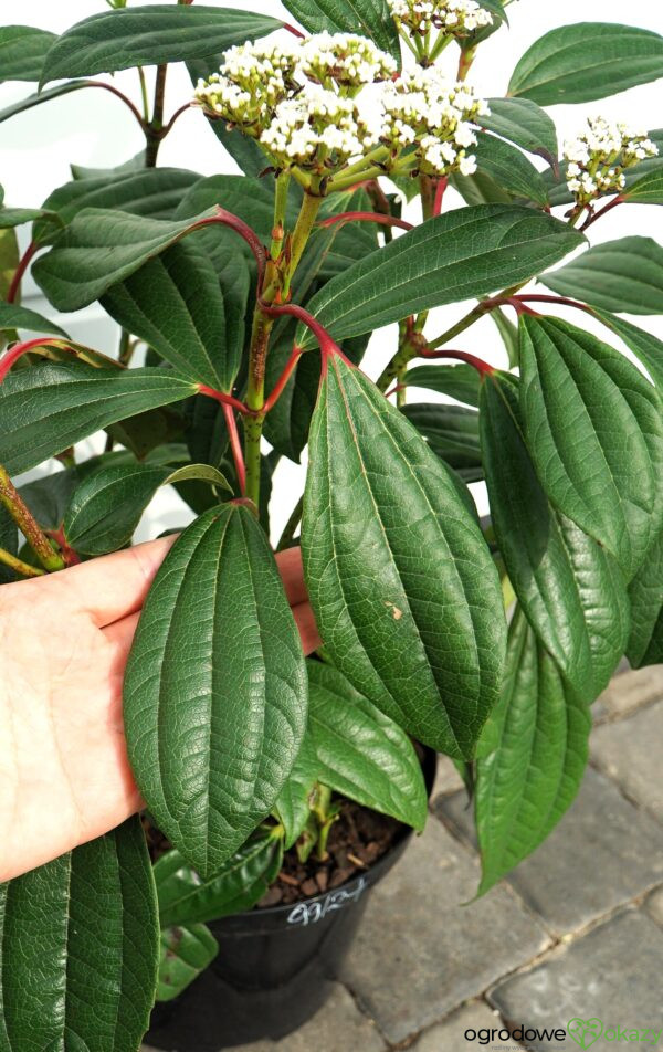 KALINA DAVIDA Viburnum davidii
