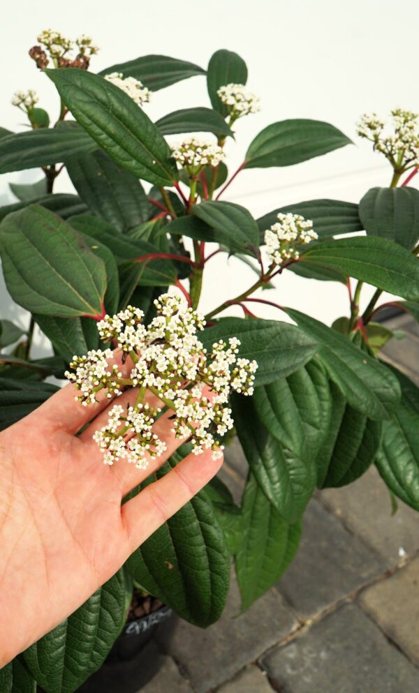 KALINA DAVIDA Viburnum davidii