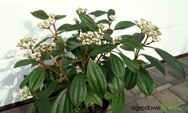 KALINA DAVIDA Viburnum davidii