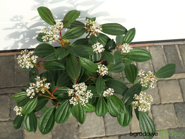 KALINA DAVIDA Viburnum davidii