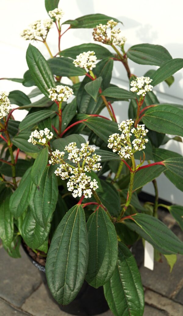 KALINA DAVIDA Viburnum davidii