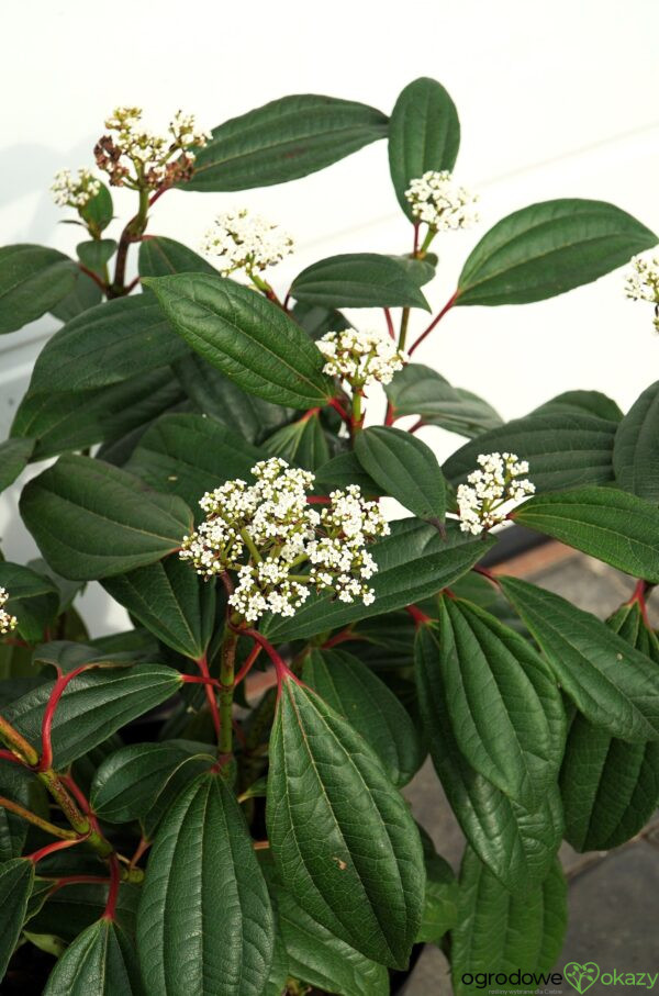KALINA DAVIDA Viburnum davidii