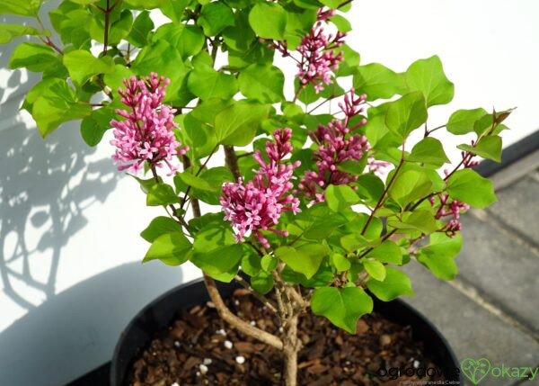 LILAK BLOOMERANG PINK PERFUME PBR Syringa Bloomerang