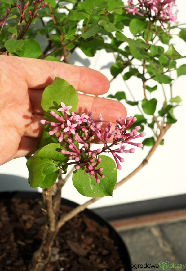LILAK BLOOMERANG PINK PERFUME PBR Syringa Bloomerang