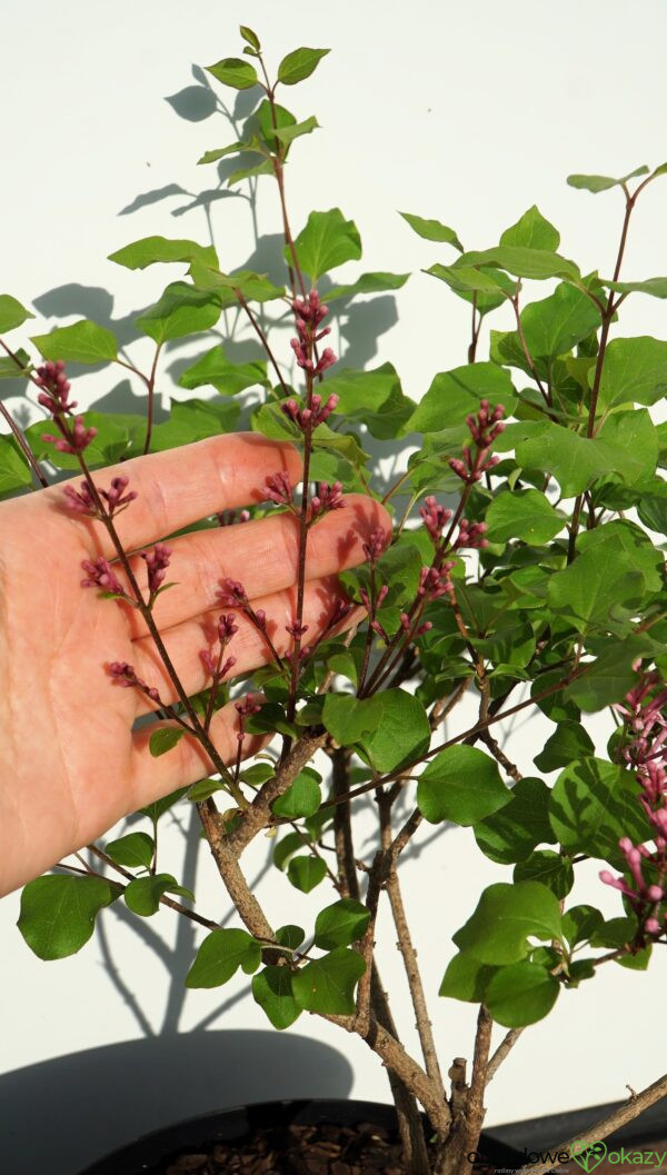 LILAK BLOOMERANG PINK PERFUME PBR Syringa Bloomerang