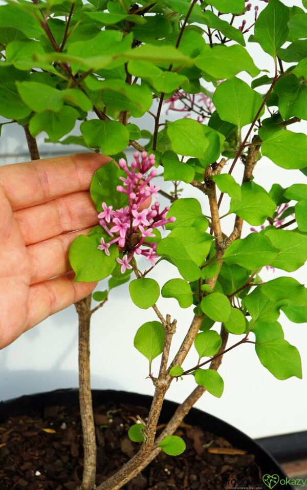 LILAK BLOOMERANG PINK PERFUME PBR Syringa Bloomerang