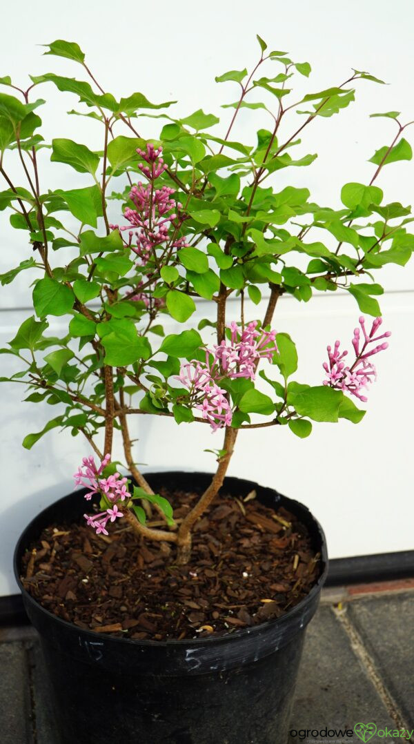 LILAK BLOOMERANG PINK PERFUME PBR Syringa Bloomerang