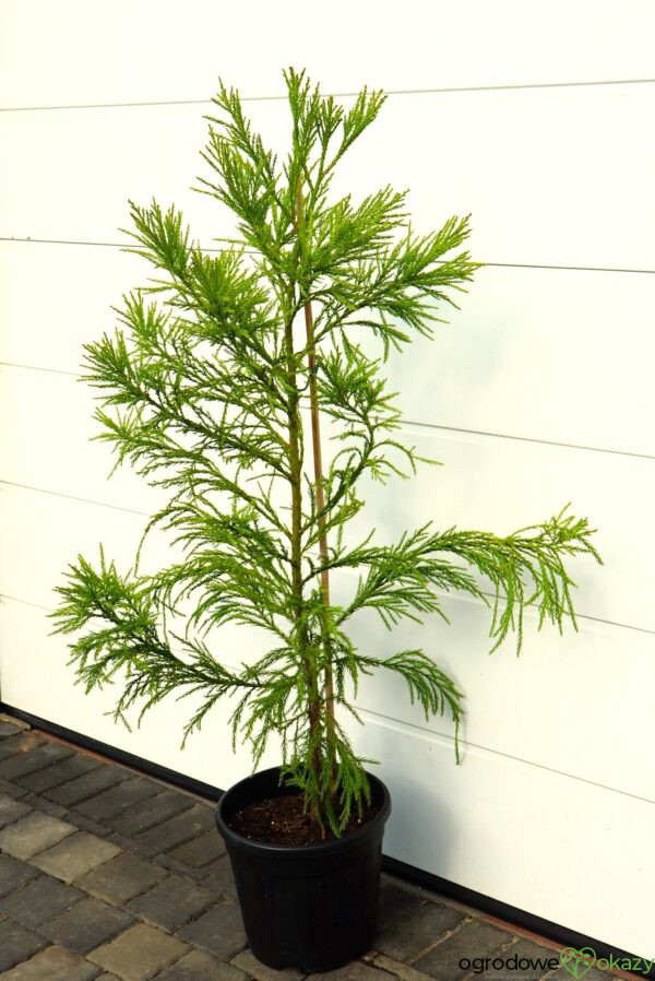 SZYDLICA JAPOŃSKA KITAYAMA Cryptomeria japonica
