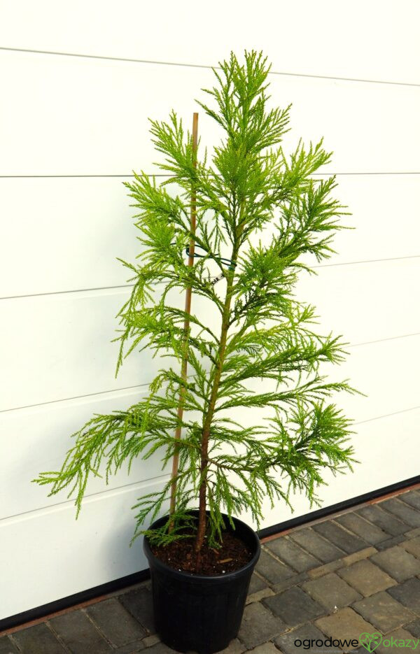 SZYDLICA JAPOŃSKA KITAYAMA Cryptomeria japonica