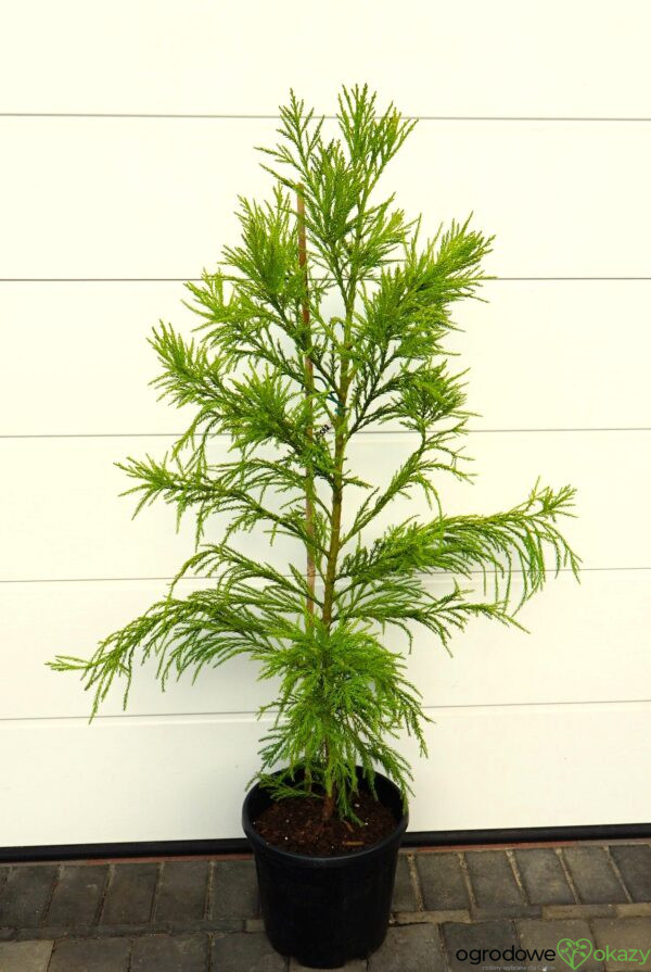 SZYDLICA JAPOŃSKA KITAYAMA Cryptomeria japonica
