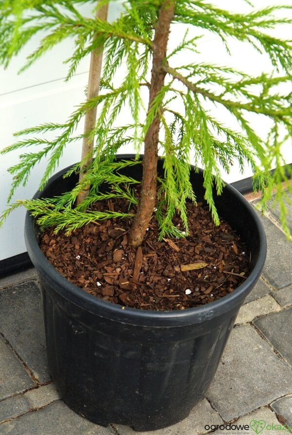 SZYDLICA JAPOŃSKA KITAYAMA Cryptomeria japonica