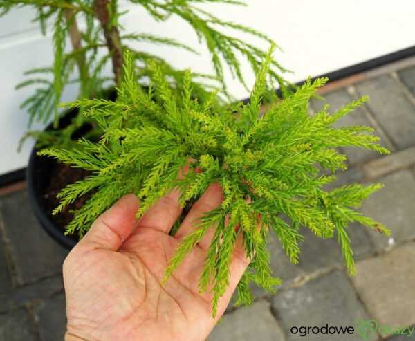 SZYDLICA JAPOŃSKA KITAYAMA Cryptomeria japonica