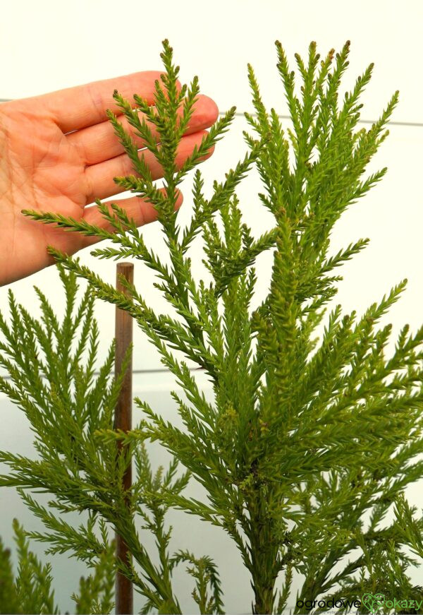 SZYDLICA JAPOŃSKA KITAYAMA Cryptomeria japonica