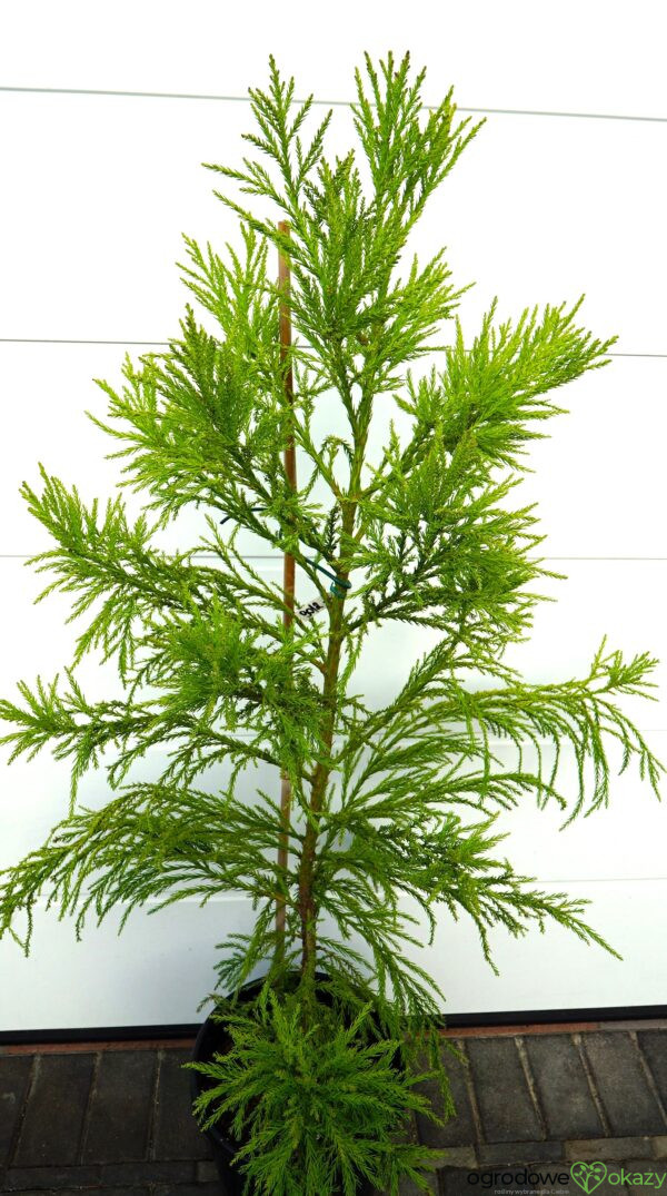SZYDLICA JAPOŃSKA KITAYAMA Cryptomeria japonica