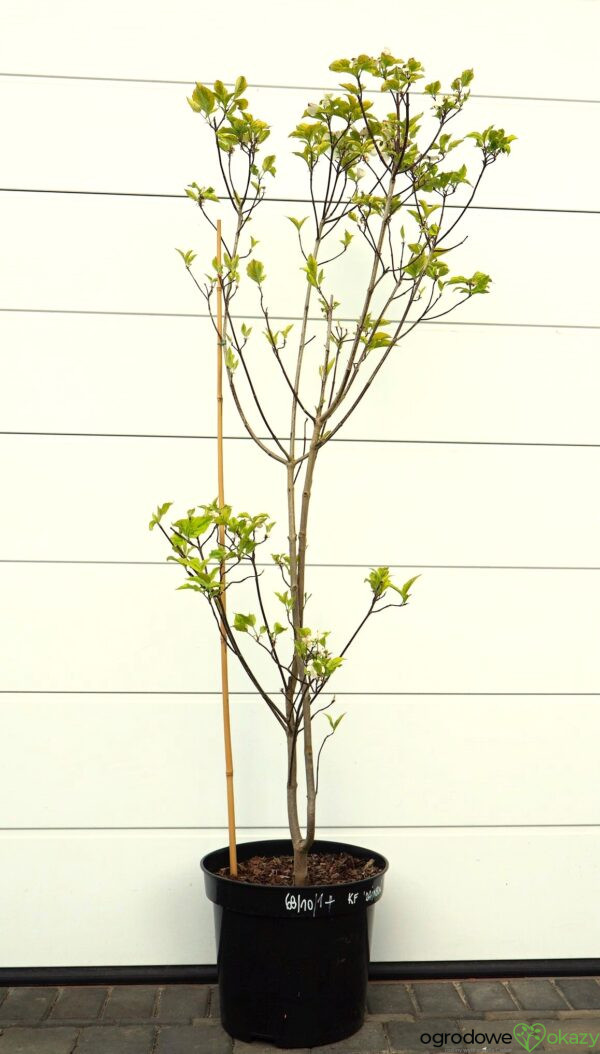 DEREŃ KWIECISTY RAINBOW Cornus florida