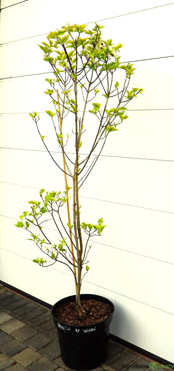 DEREŃ KWIECISTY RAINBOW Cornus florida