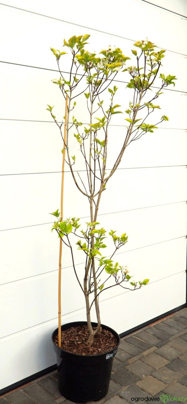 DEREŃ KWIECISTY RAINBOW Cornus florida