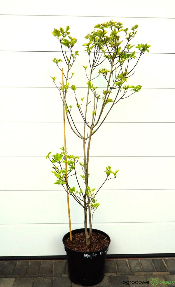 DEREŃ KWIECISTY RAINBOW Cornus florida