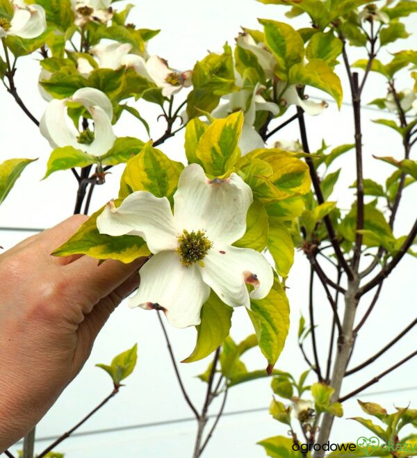 DEREŃ KWIECISTY RAINBOW Cornus florida