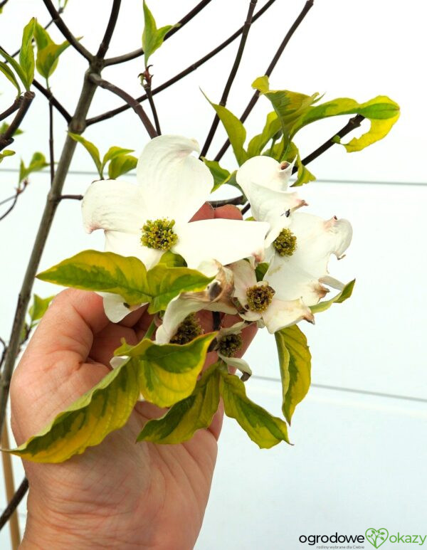 DEREŃ KWIECISTY RAINBOW Cornus florida