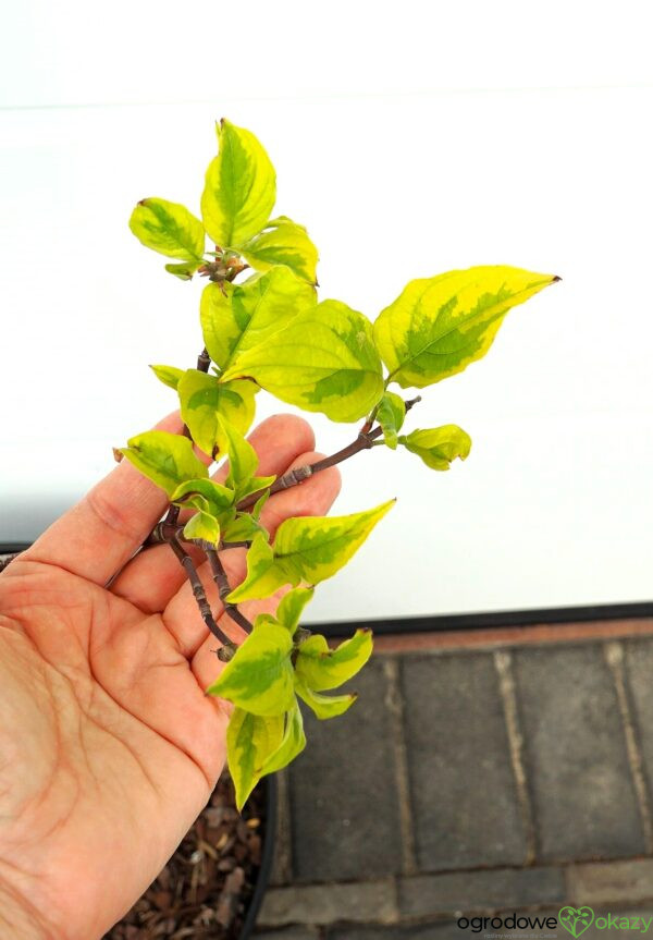DEREŃ KWIECISTY RAINBOW Cornus florida