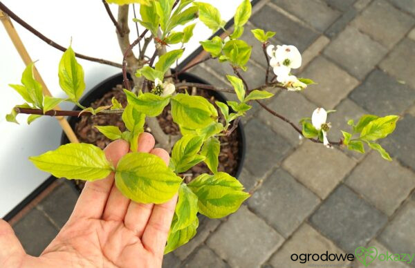 DEREŃ KWIECISTY RAINBOW Cornus florida