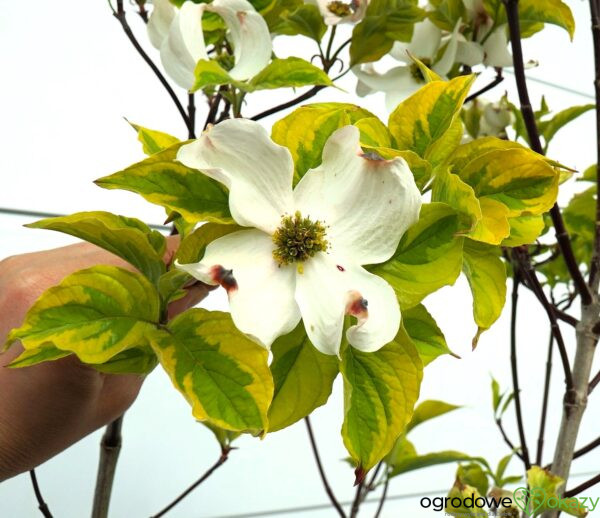 DEREŃ KWIECISTY RAINBOW Cornus florida