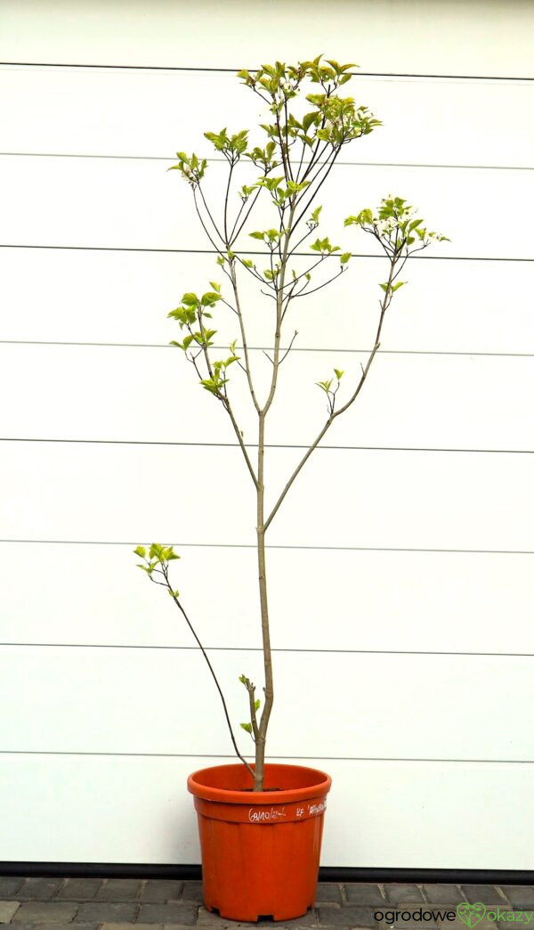 DEREŃ KWIECISTY RAINBOW Cornus florida