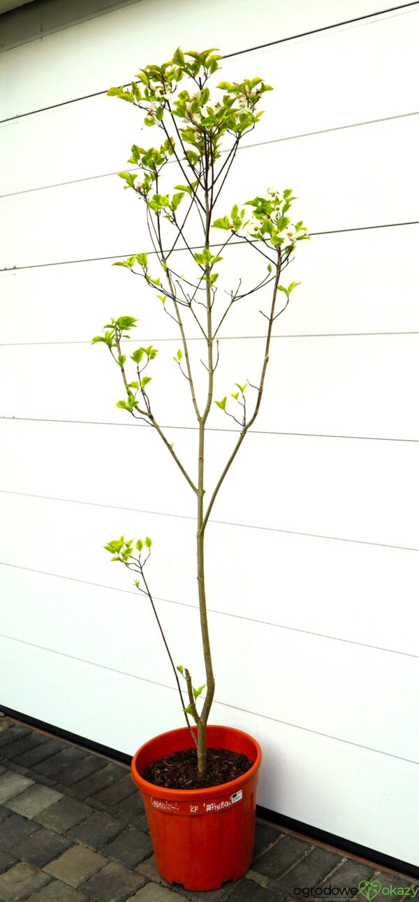 DEREŃ KWIECISTY RAINBOW Cornus florida