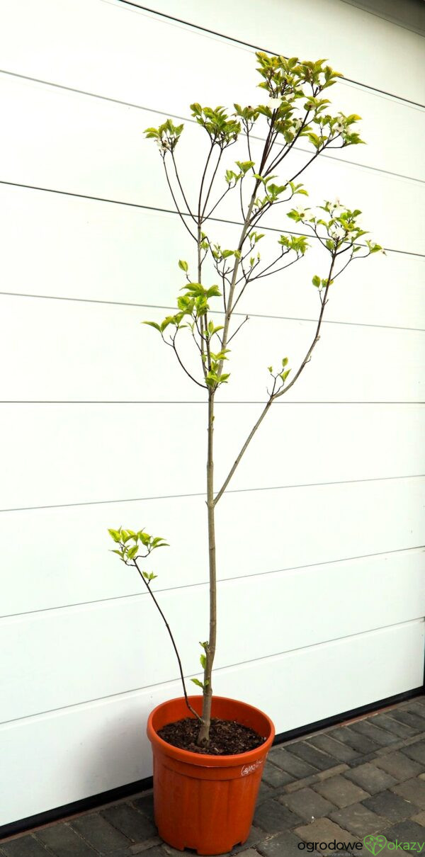 DEREŃ KWIECISTY RAINBOW Cornus florida