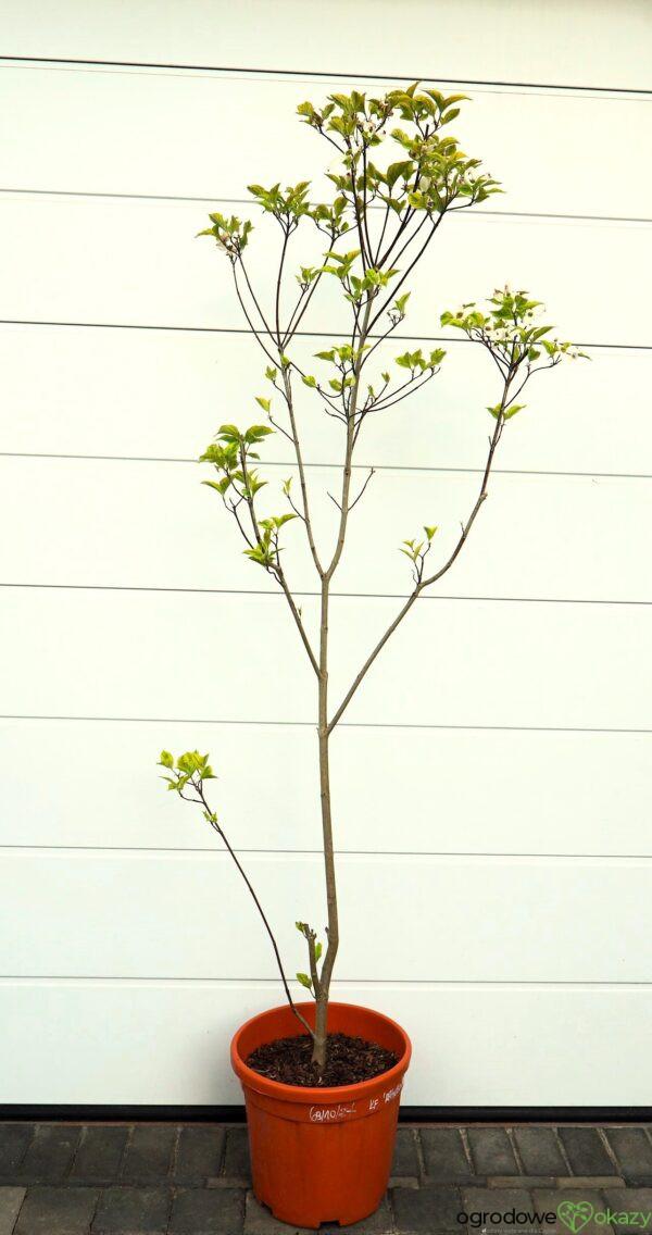 DEREŃ KWIECISTY RAINBOW Cornus florida