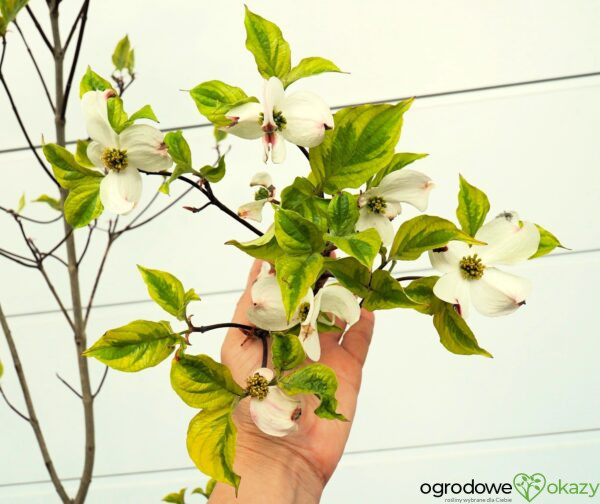 DEREŃ KWIECISTY RAINBOW Cornus florida