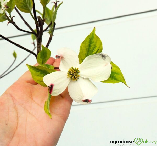 DEREŃ KWIECISTY RAINBOW Cornus florida