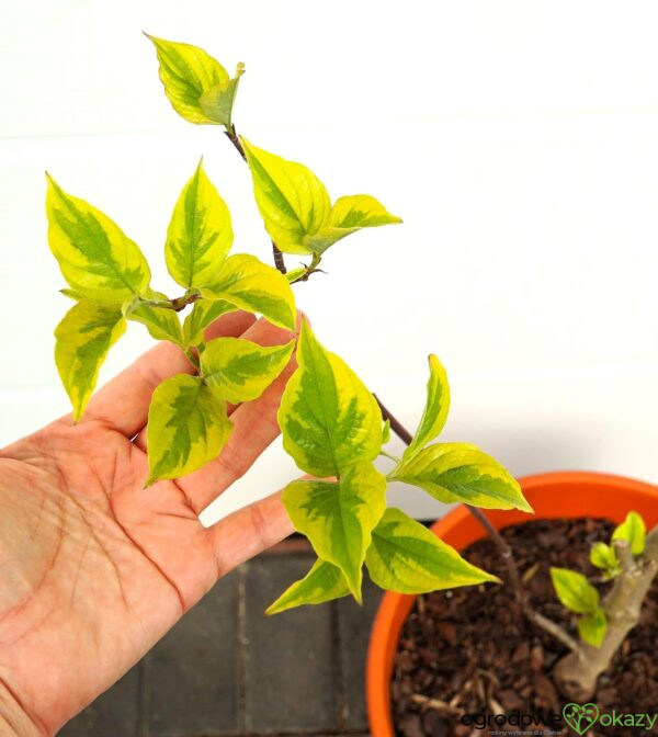 DEREŃ KWIECISTY RAINBOW Cornus florida
