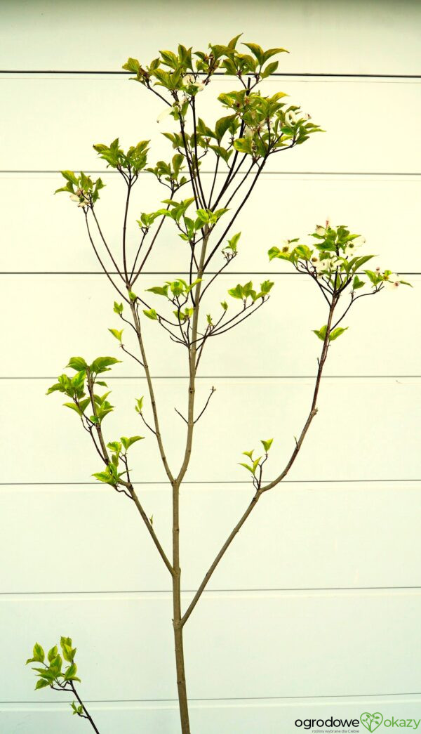 DEREŃ KWIECISTY RAINBOW Cornus florida