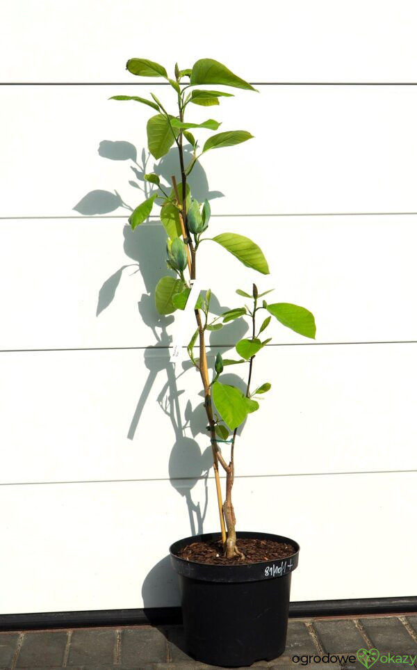 MAGNOLIA DRZEWIASTA SEIJU Magnolia acuminata 'Seiju'