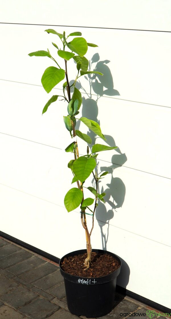 MAGNOLIA DRZEWIASTA SEIJU Magnolia acuminata 'Seiju'