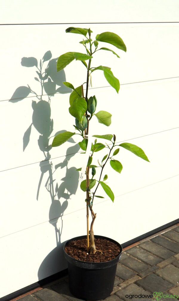 MAGNOLIA DRZEWIASTA SEIJU Magnolia acuminata 'Seiju'
