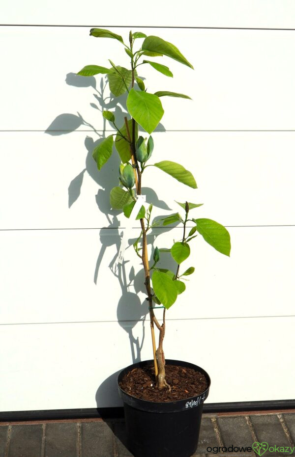 MAGNOLIA DRZEWIASTA SEIJU Magnolia acuminata 'Seiju'