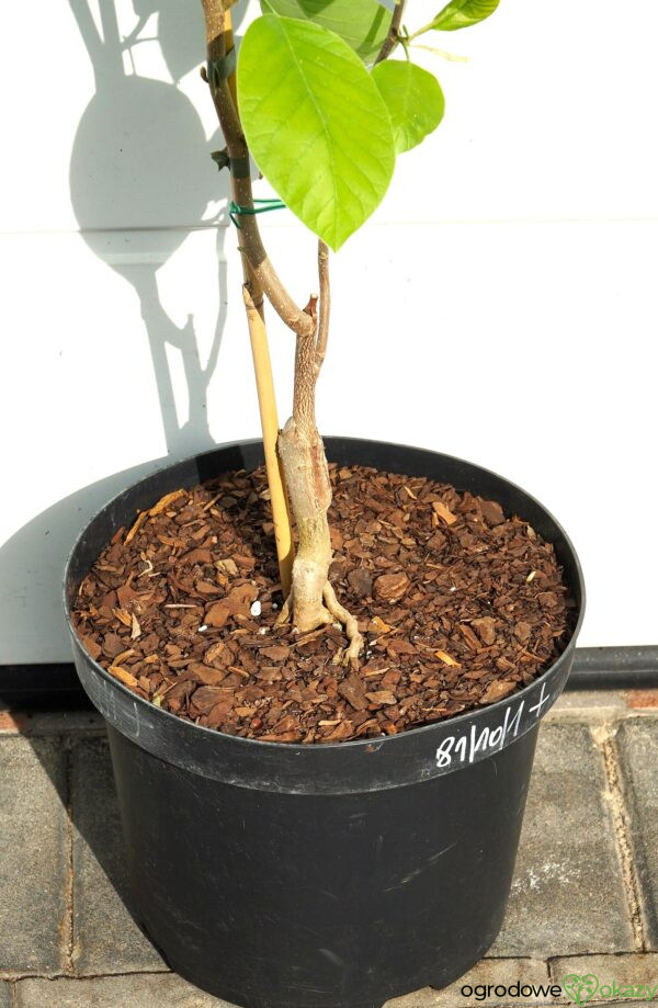 MAGNOLIA DRZEWIASTA SEIJU Magnolia acuminata 'Seiju'